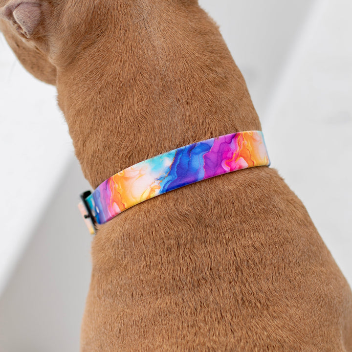 Vibrant Rainbow UV Printed BioThane® Collar | Waterproof Dog Gear | SeaFlower Co