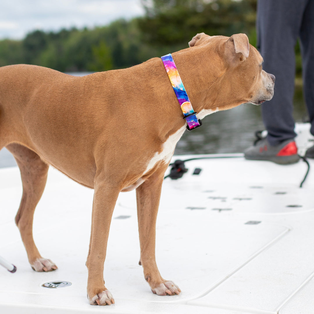 Vibrant Rainbow Printed BioThane® Collar | Waterproof Dog Gear | SeaFlower Co