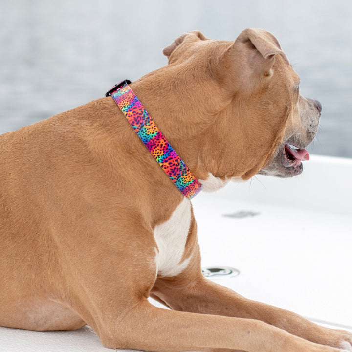 Rainbow Leopard BioThane® Dog Collar | SeaFlower Co