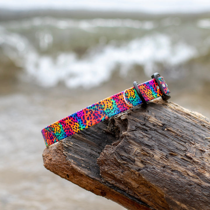Rainbow Leopard BioThane® Dog Collar | SeaFlower Co