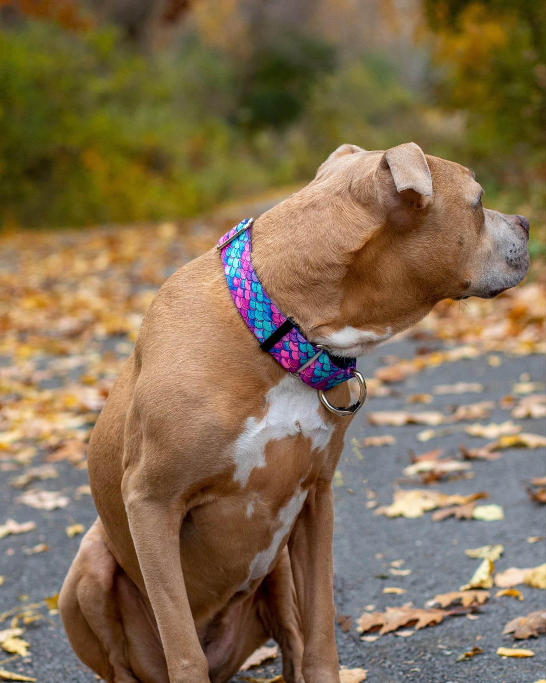 Mermaid Martingale Dog Collar | SeaFlower Co