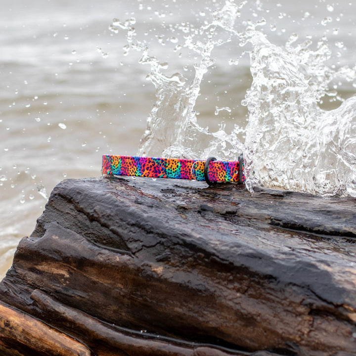 Rainbow Leopard BioThane® Dog Collar | SeaFlower Co