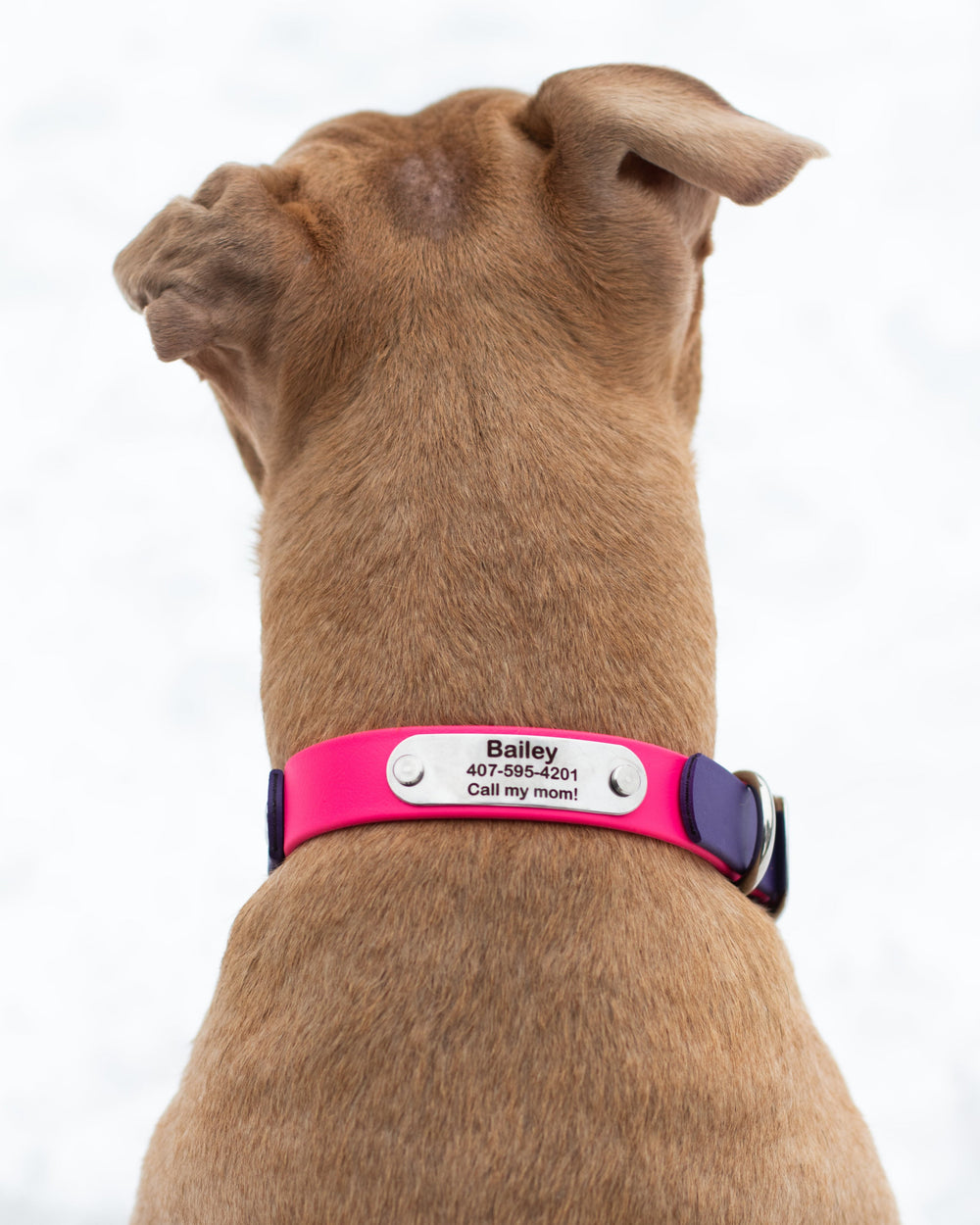 Personalized Fi 3 Compatible Waterproof Collar | SeaFlower Co