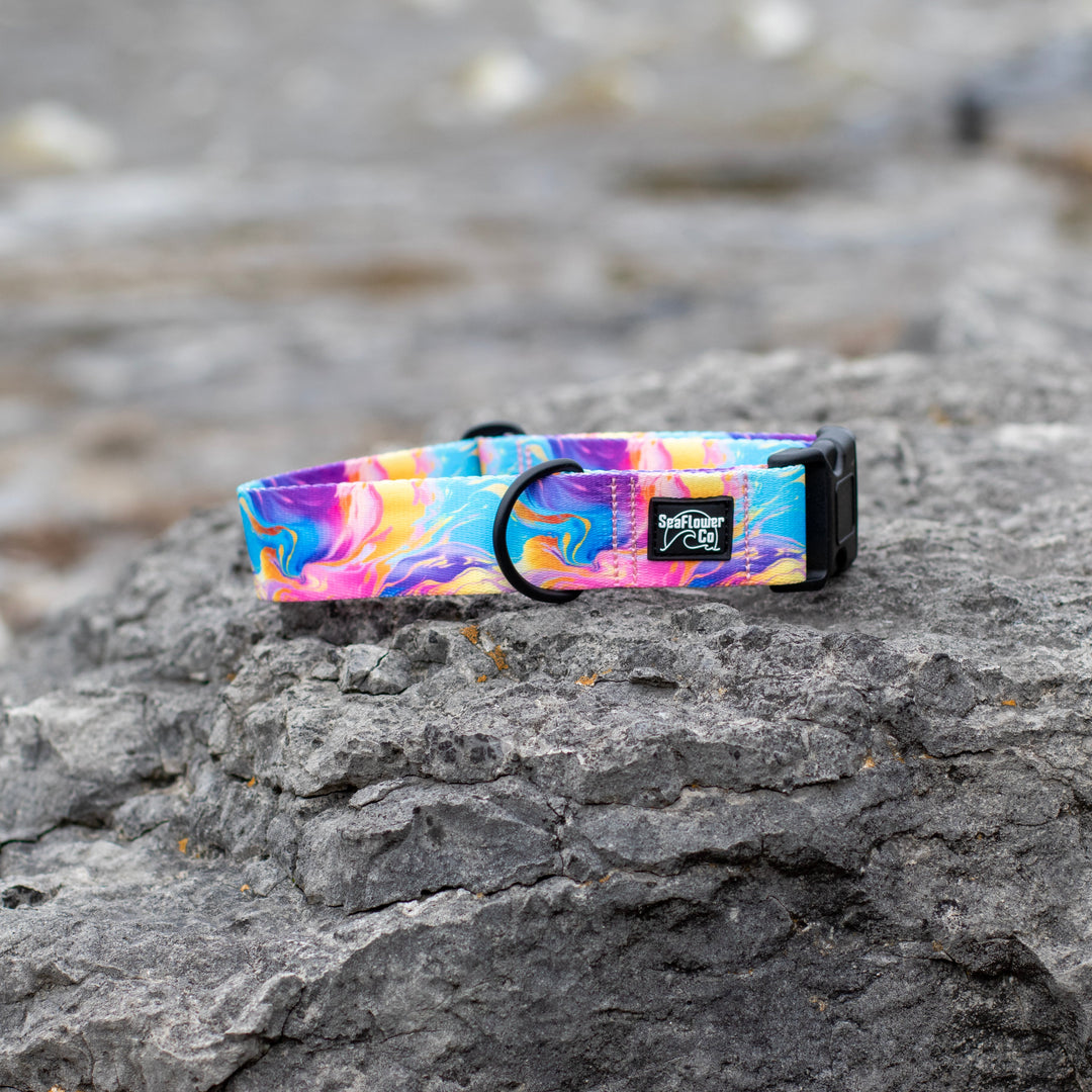 Colorful dog collar 