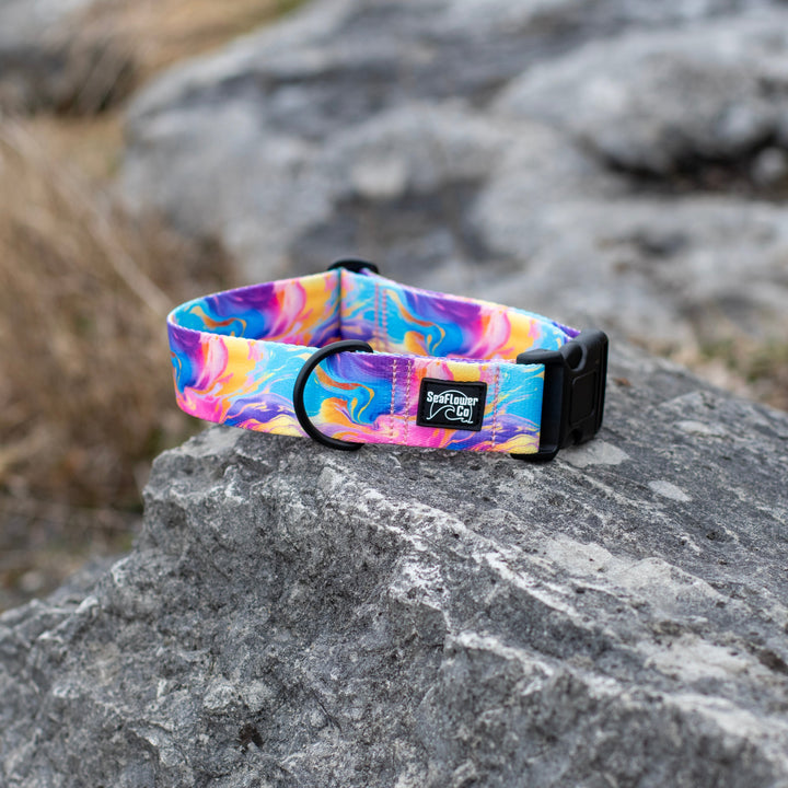 Colorful dog collar on a rock with a natural background