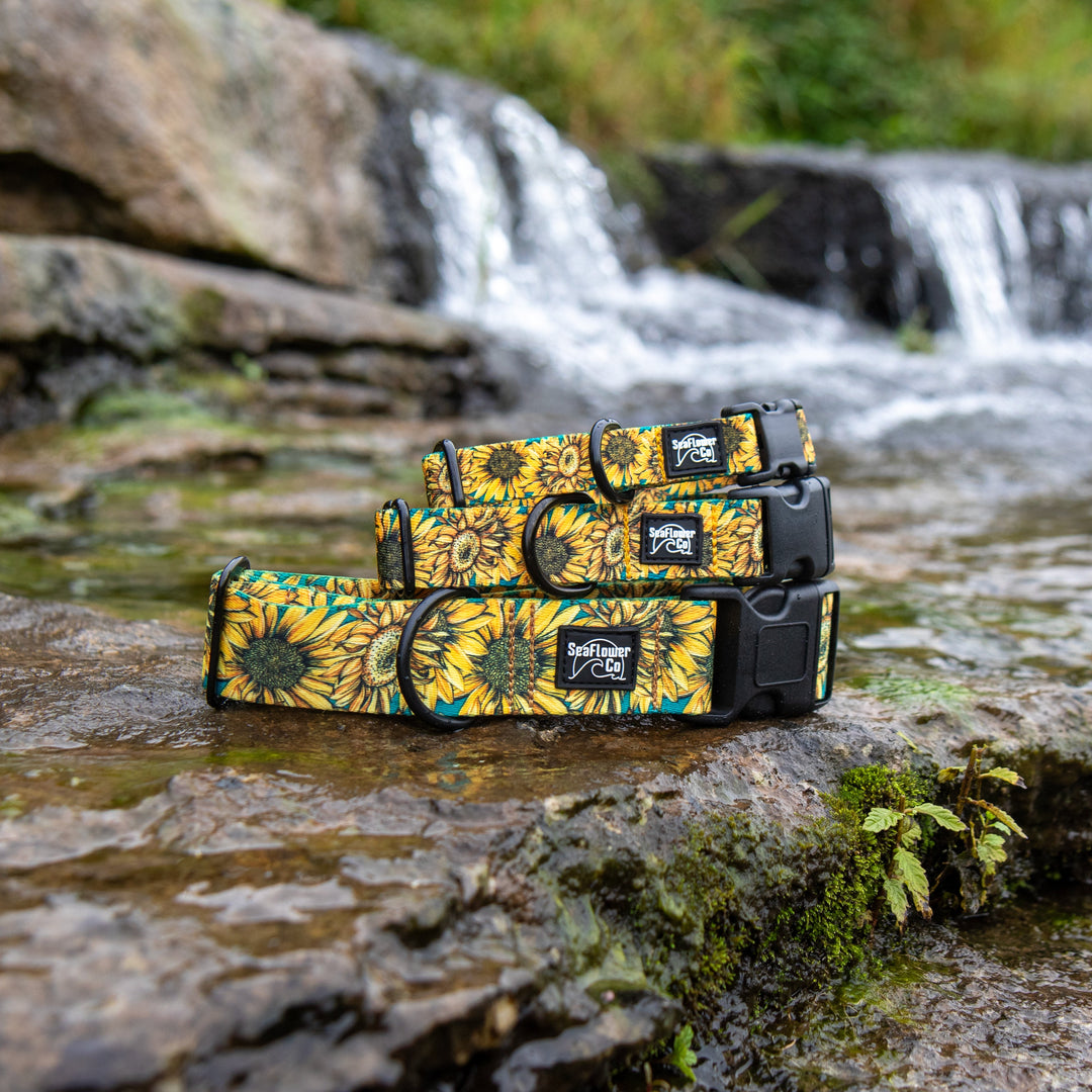 Three dog collars with a yellow and black sunflower pattern are displayed on a wet rock in front of a blurred waterfall background.