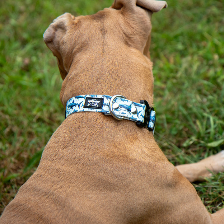 Dog wearing a blue and white patterned collar in a grassy area
