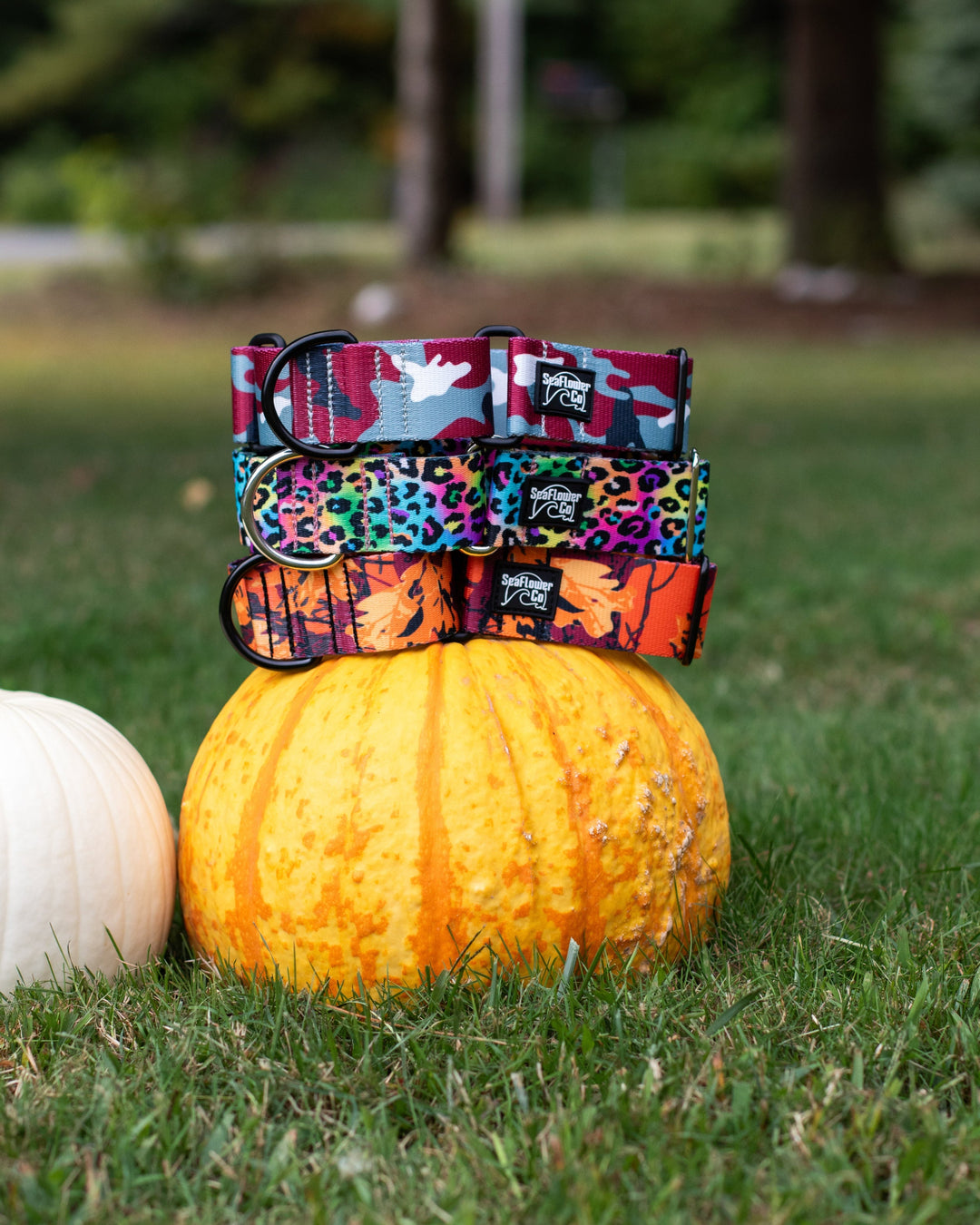 Colorful Martingale Collars | SeaFlower Co