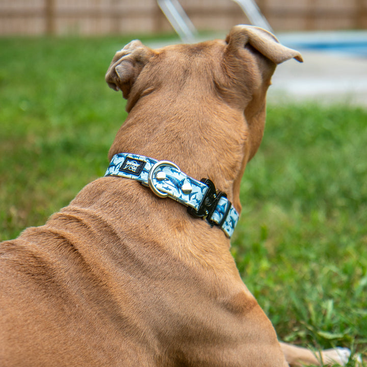 Brown dog wearing a blue collar with a pattern, sitting on grass.