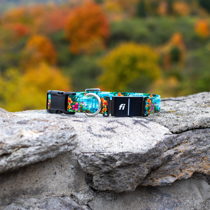 Colorful dog collar with brand logo on a stone wall with a blurred autumn background