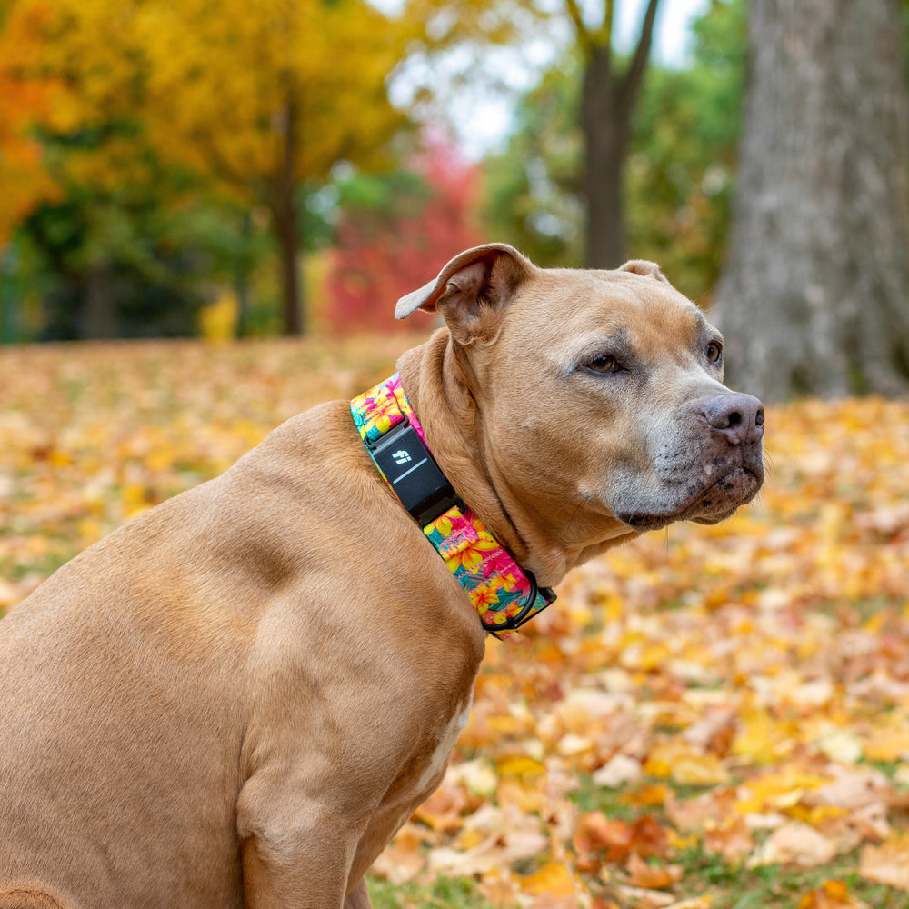 Dog wearing a colorful collar in an autumn park setting