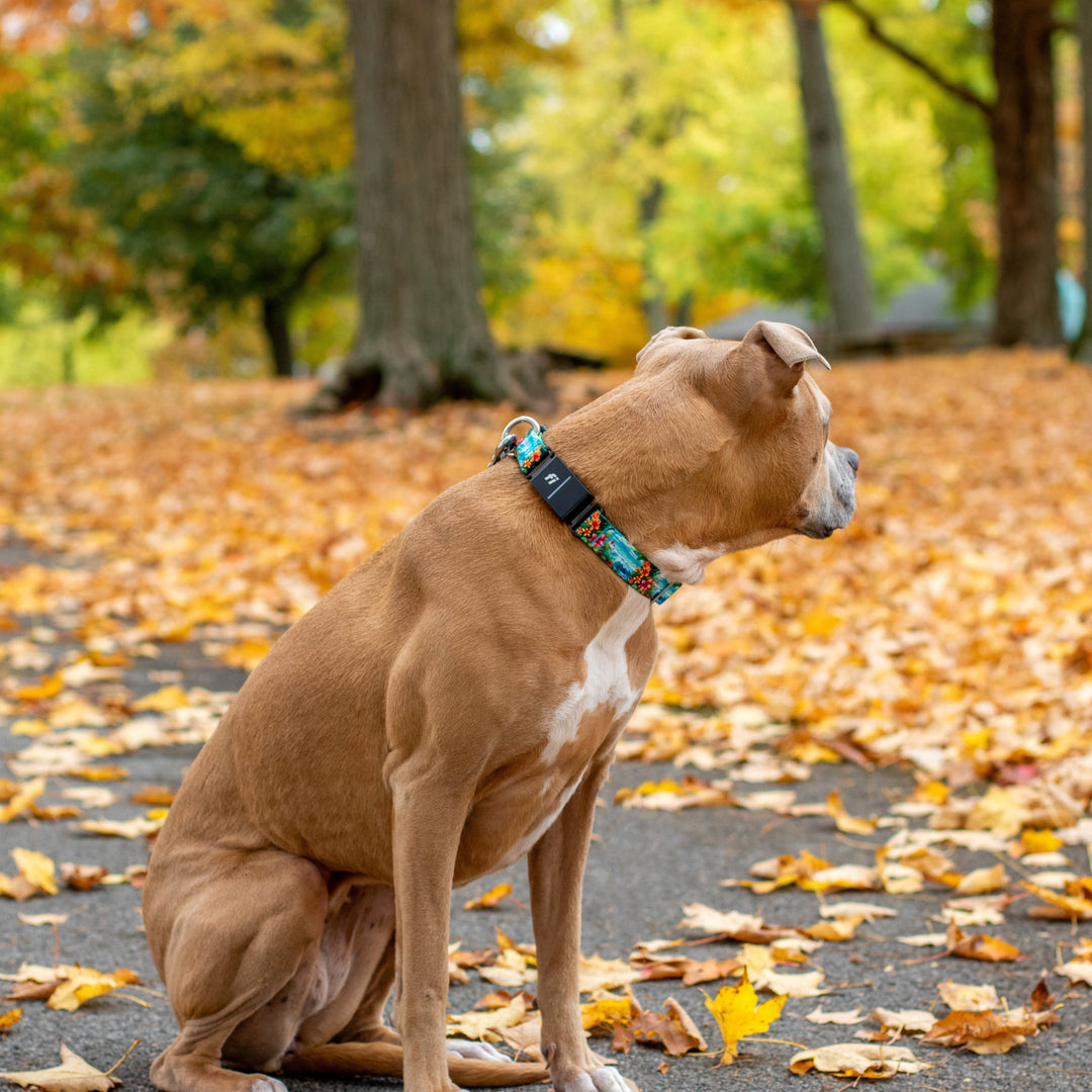 Dog sitting on a path covered with fallen leaves in an autumn park.