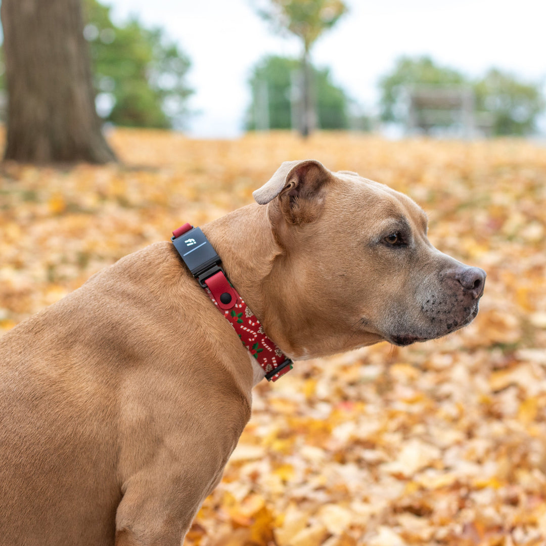 Dog wearing a red collar in an outdoor setting with trees and fallen leaves.