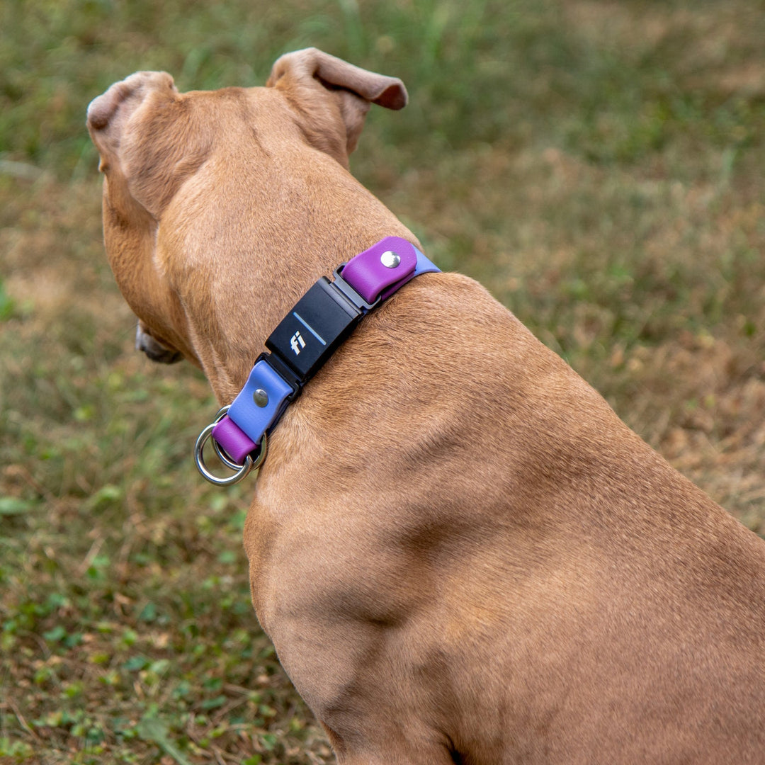 Fi Compatible Series 3/3+ Limited Slip BioThane Collar | SeaFlower Co