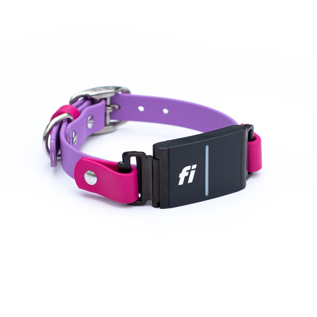 Fi 3/3+ Extra Small 5/8" BioThane Collars | SeaFlower Co 