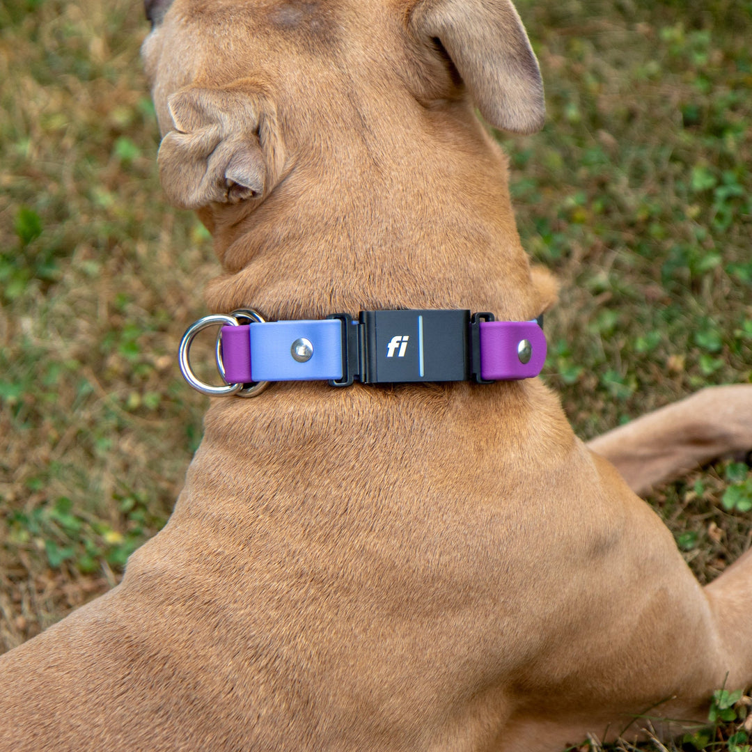 Fi Compatible Series 3/3+ Limited Slip BioThane Collar | SeaFlower Co