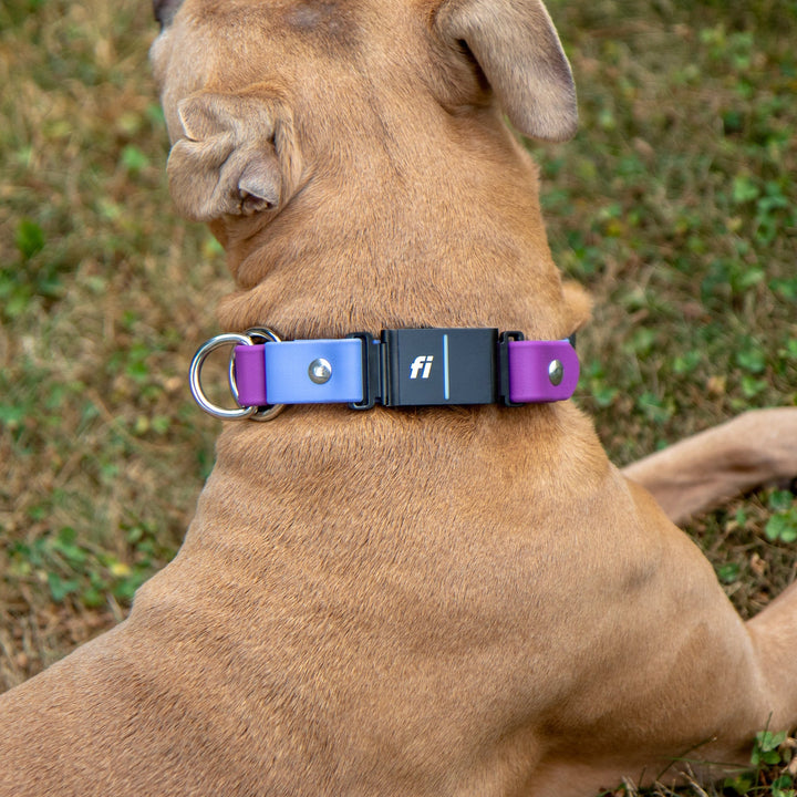 Fi Compatible Series 3/3+ Limited Slip BioThane Collar | SeaFlower Co