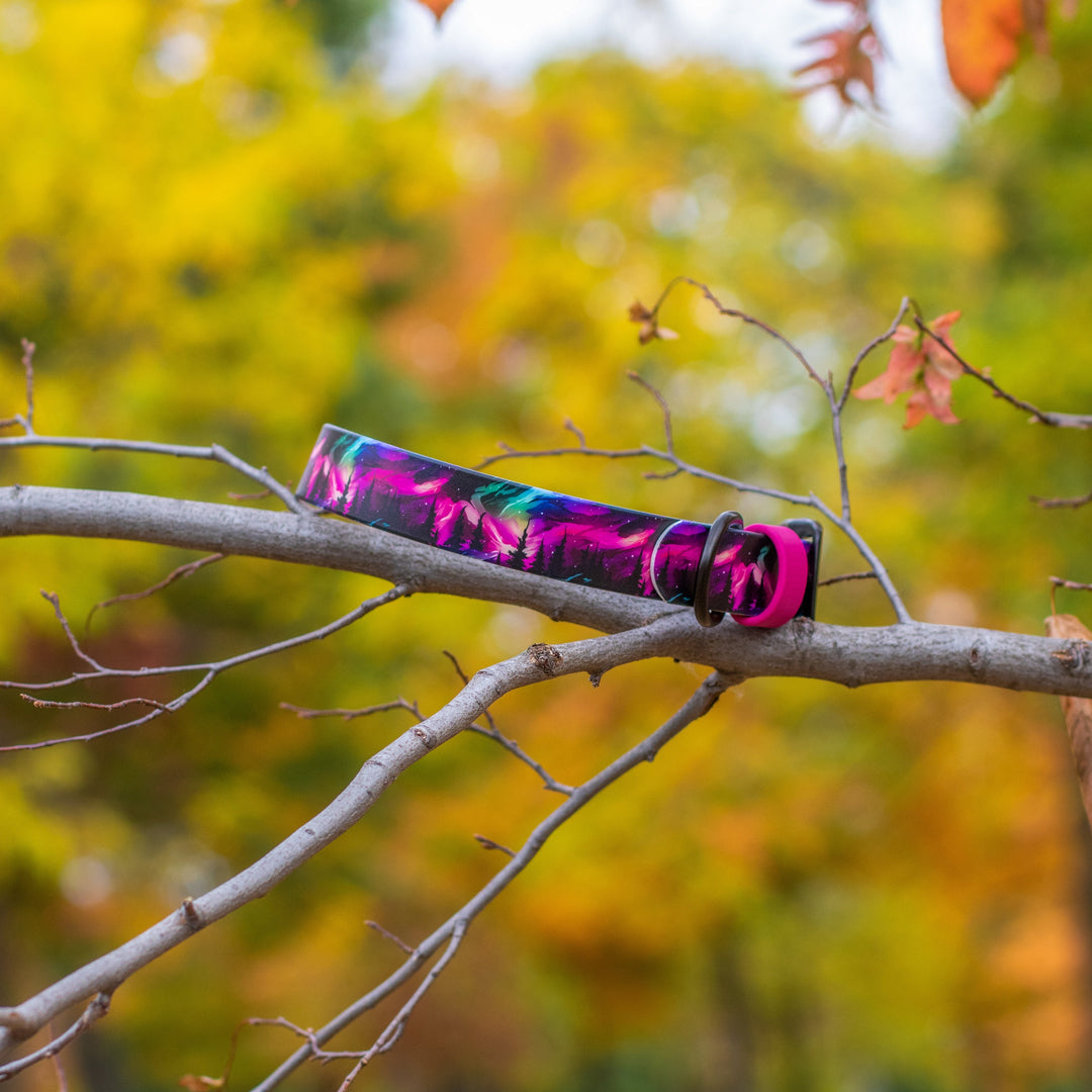 Colorful dog collar on a branch with autumn leaves and blurred trees in the background