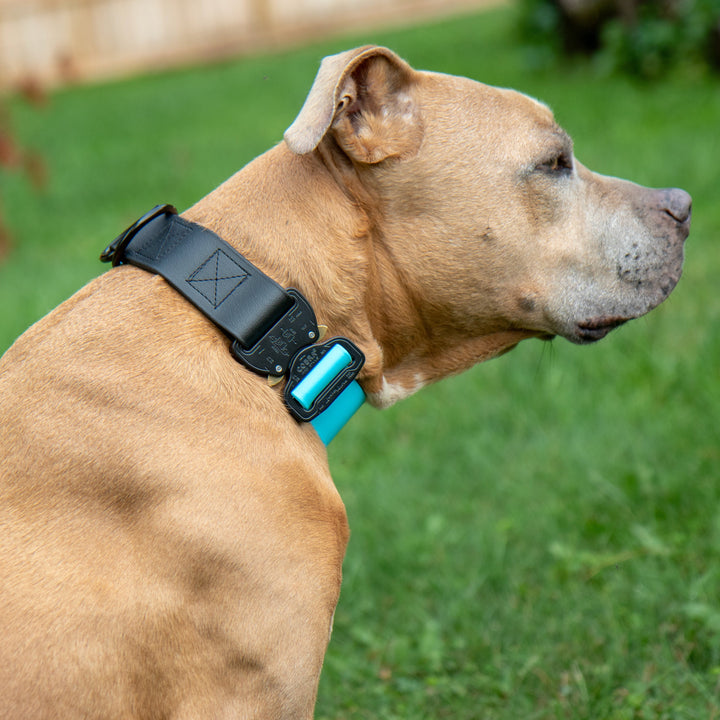Limited Slip BioThane Collar With COBRA® Buckle | SeaFlower Co