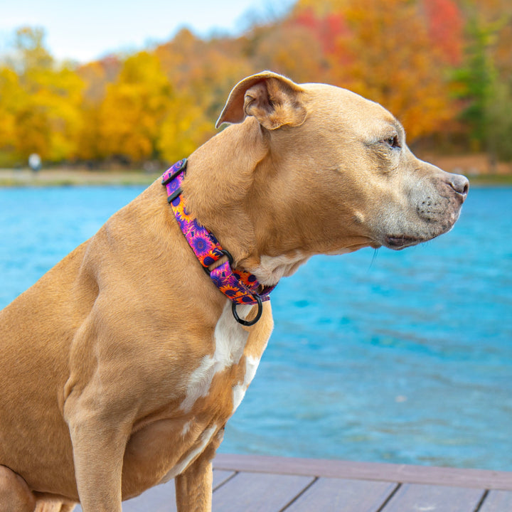 Stylish & Durable Martingale Dog Collars | SeaFlower Co