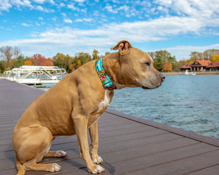Hawaii Beach Pet Collar | Stylish & Durable Dog Wear