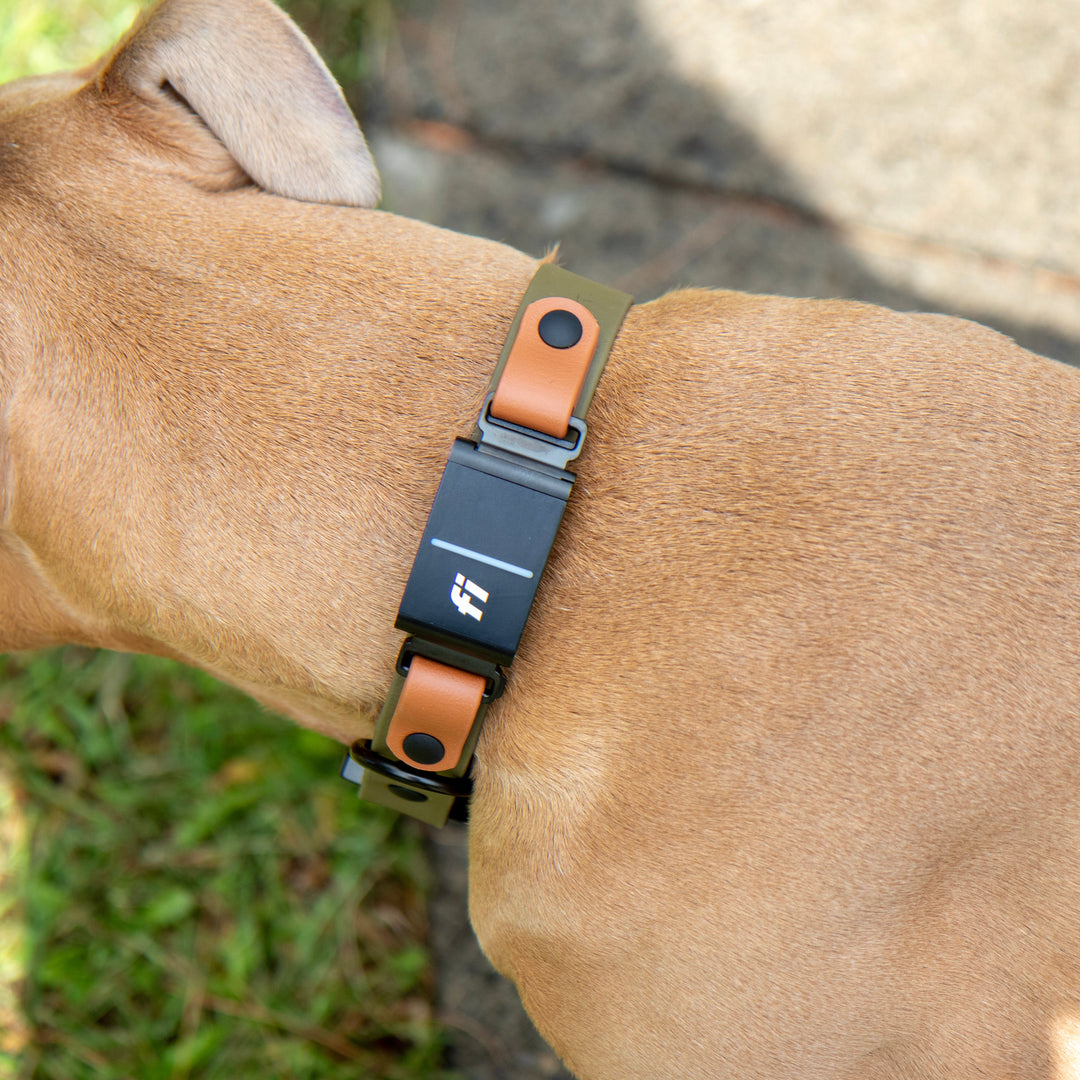 Dog collar with a fi 3 device on a dog's neck, outdoors.
