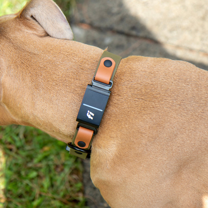 Dog collar with a fi 3 device on a dog's neck, outdoors.