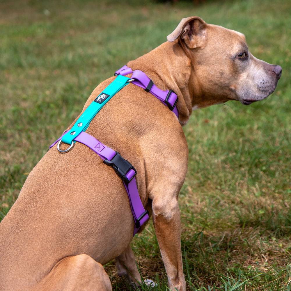 Waterproof Adjustable Dog Harness | SeaFlower Co