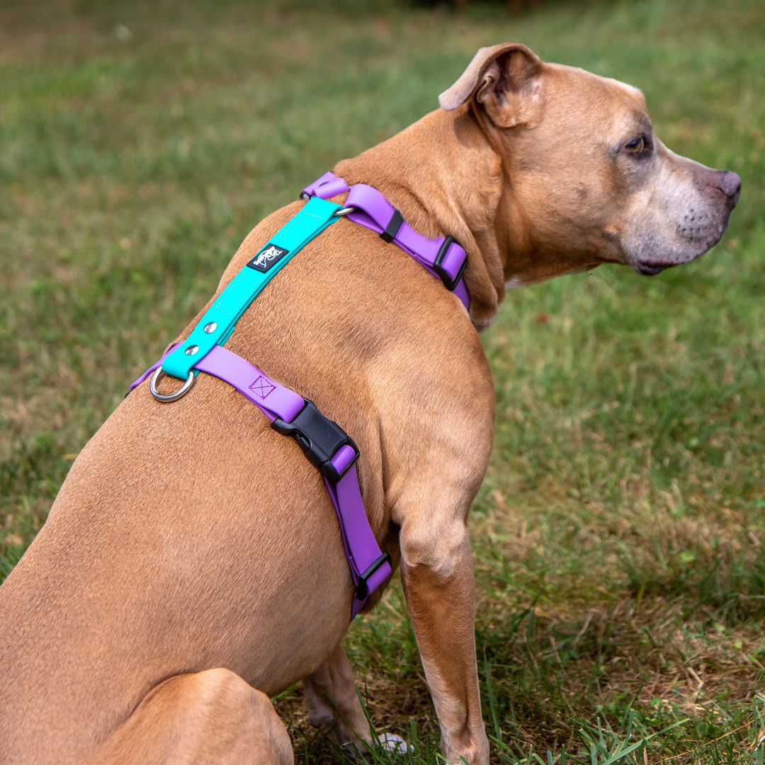 Waterproof Adjustable Dog Harness | SeaFlower Co