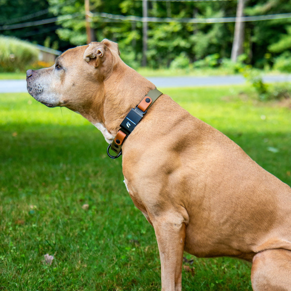 Dog standing on grass with a collar, surrounded by trees and power lines.