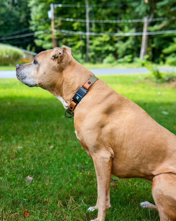 Dog standing on grass with a collar, surrounded by trees and power lines.