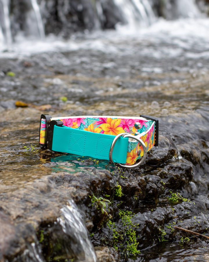 Floral-patterned dog collar with turquoise band on a rock by a waterfall