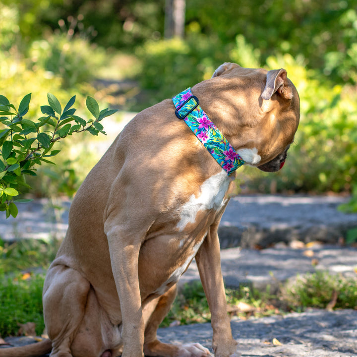 A tan dog sitting on a stone path in a lush green outdoor setting, wearing a colorful floral-patterned dog collar.