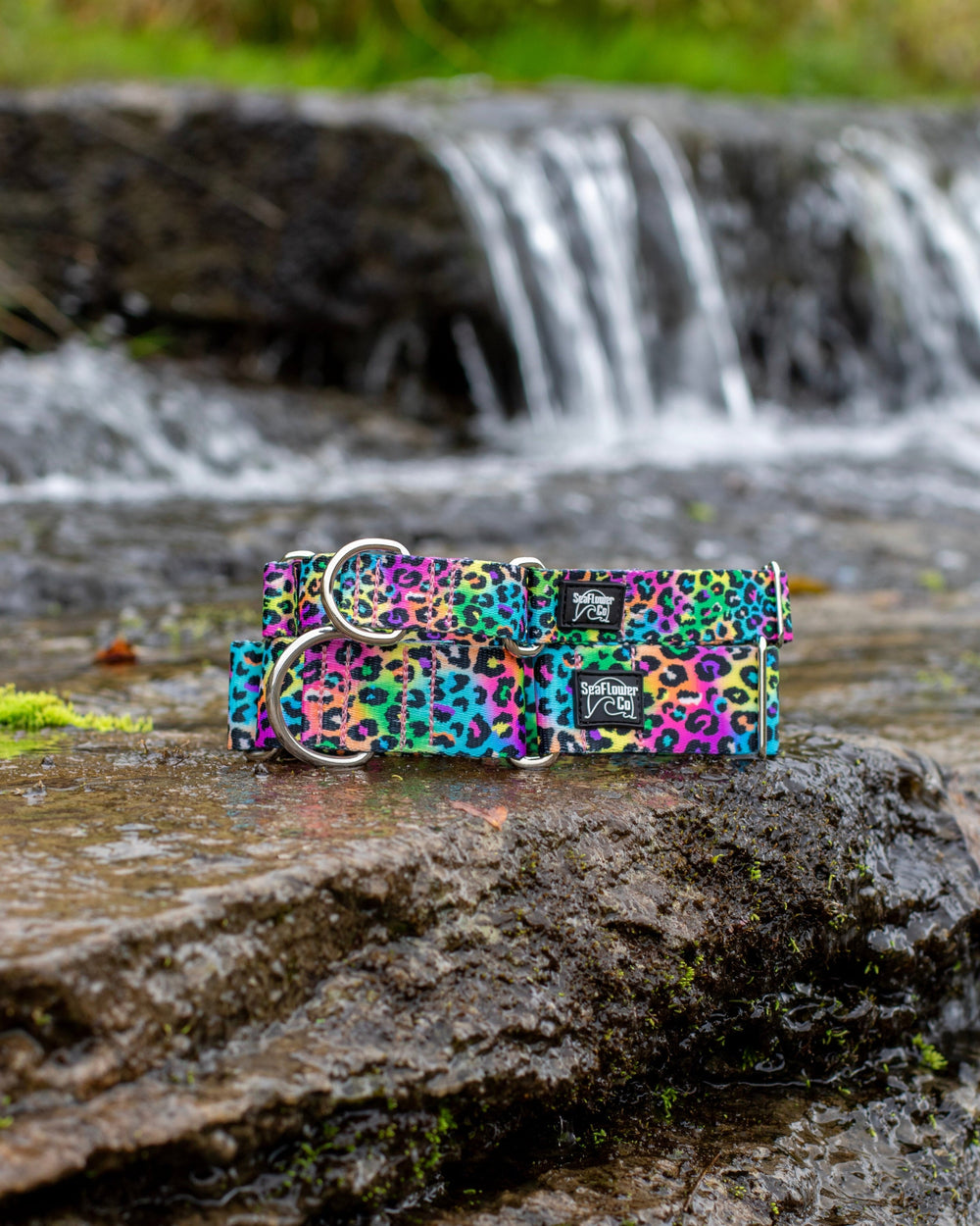 Rainbow leopard Martingale Collar | SeaFlower Co