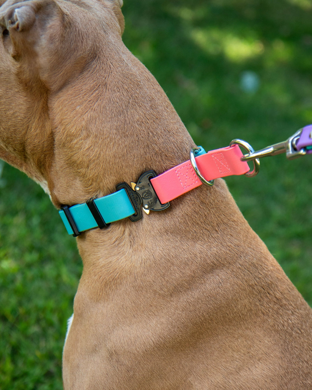 Adjustable BioThane Limited Slip Collar With Buckle