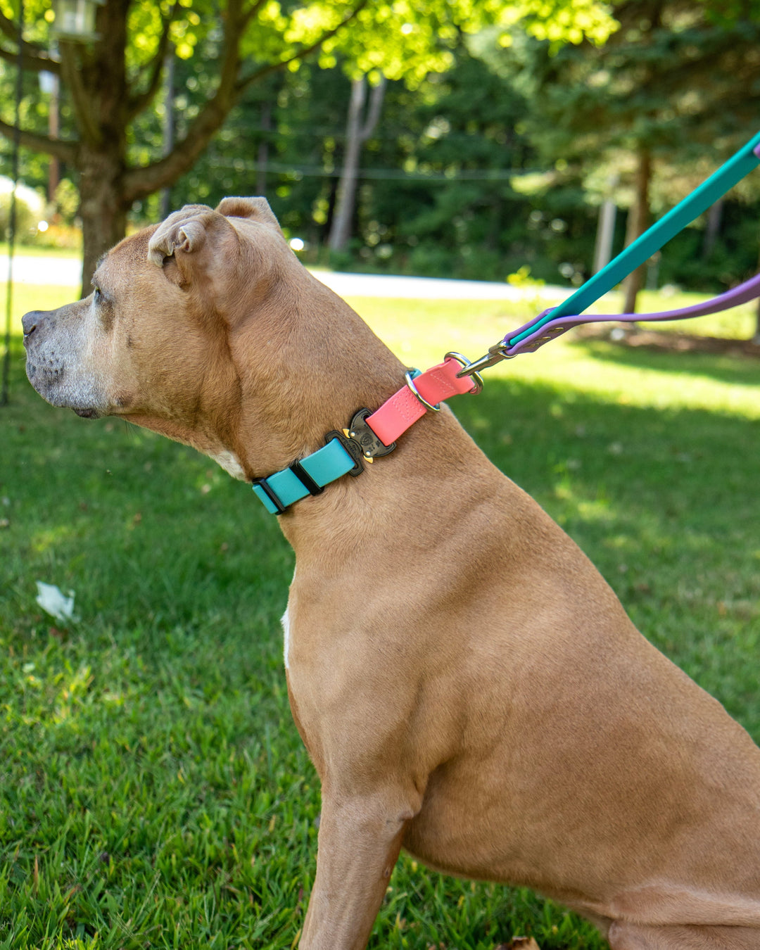 Adjustable BioThane Limited Slip Collar With Buckle