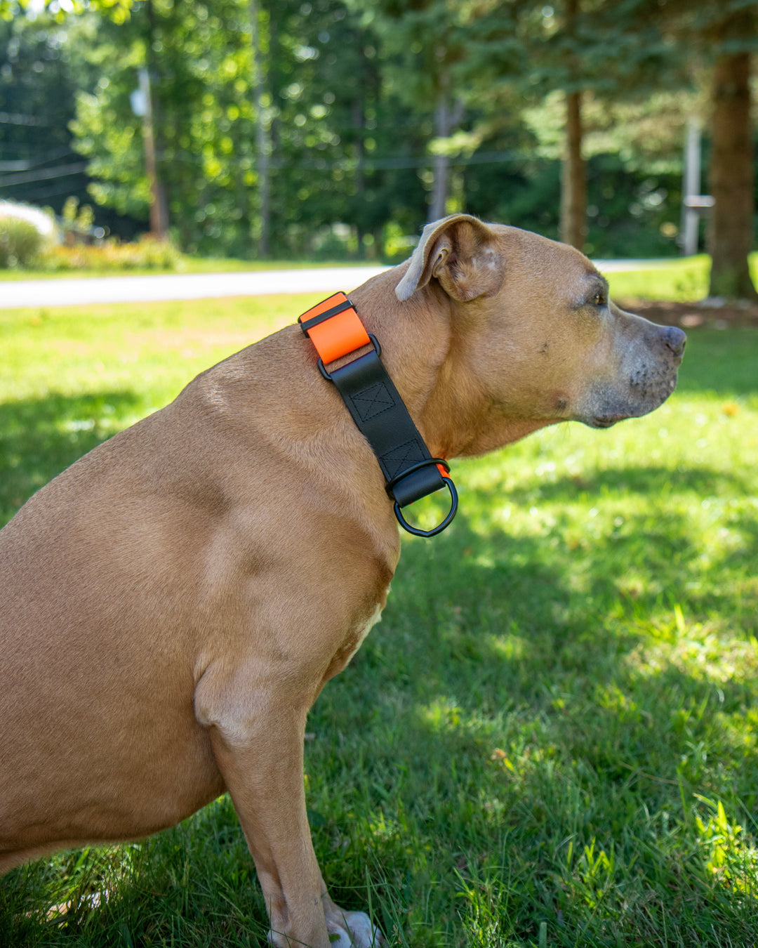 Dog wearing a collar in a grassy outdoor setting