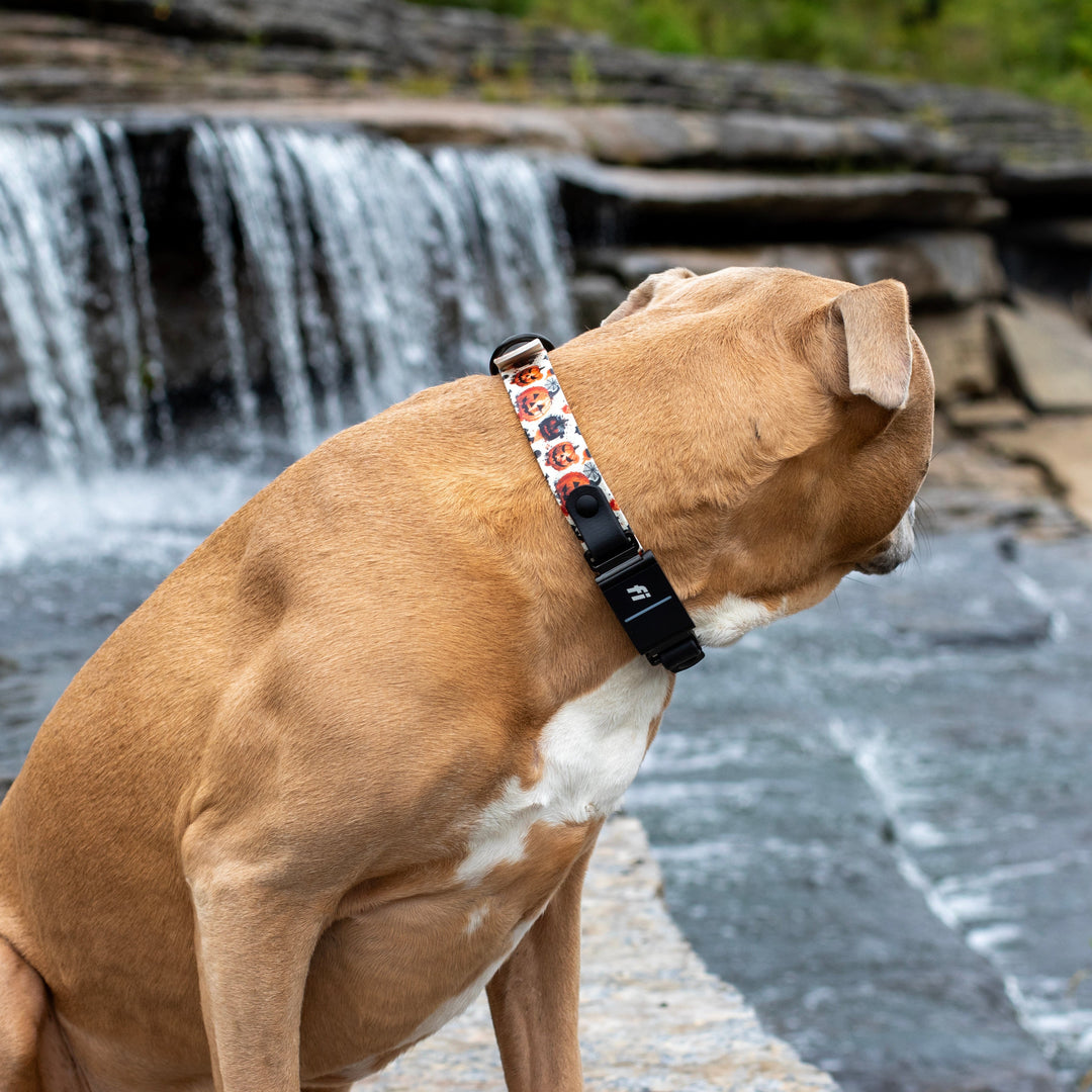 Halloween Fi Compatible 3/3+ UV-Printed BioThane® Classic Buckle Collar
