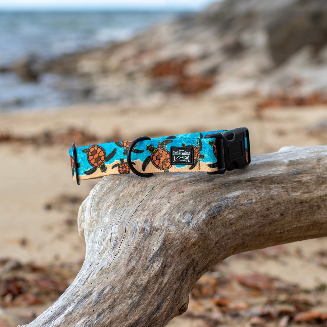 Dog collar with turtle design on a piece of driftwood on a beach.