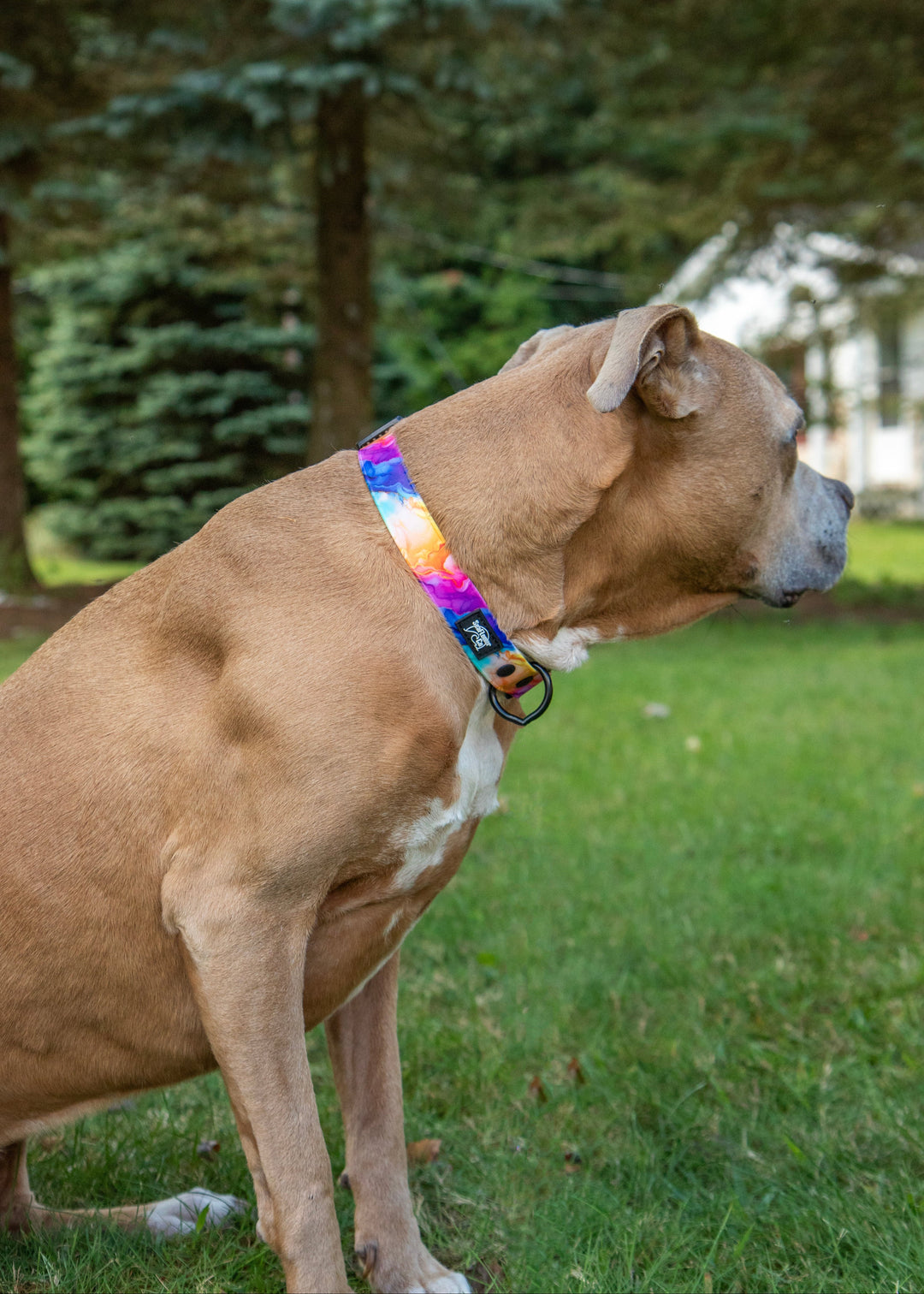 Dog wearing a colorful collar standing on grass with trees in the background