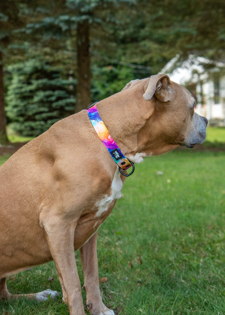 Dog wearing a colorful collar standing on grass with trees in the background