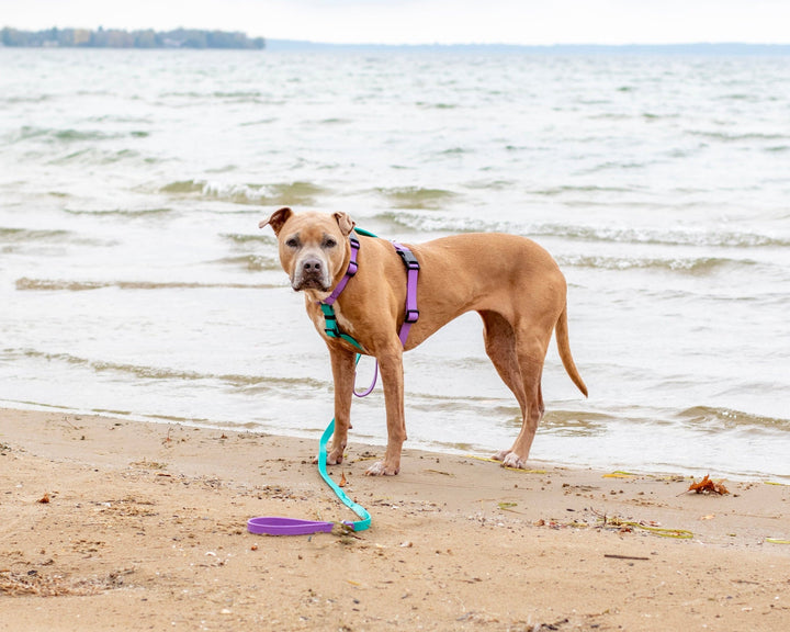 Dog on a leash standing on a sandy beach with water in the background
