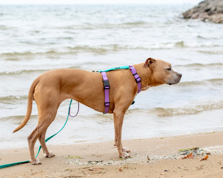 Dog on a leash standing on a beach with water in the background