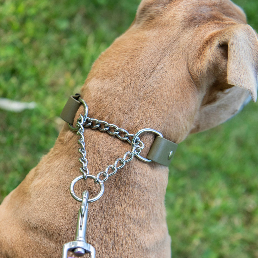 Dog wearing a chain collar with a purple tag on a grassy background