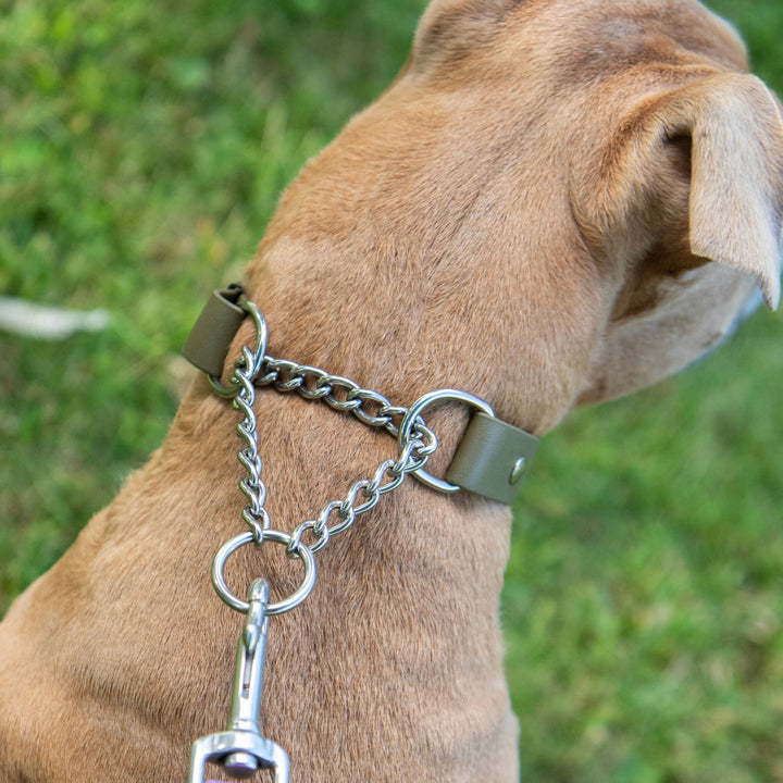 Dog wearing a chain collar with a purple tag on a grassy background