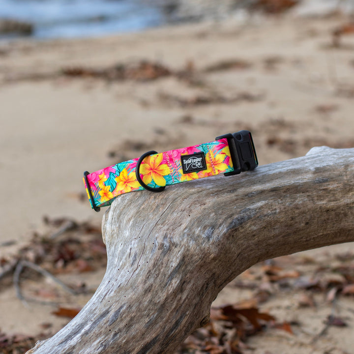 Colorful dog collar with floral design on a piece of driftwood by the beach.