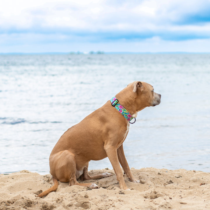 A tan dog wearing a colorful patterned collar sits on a sandy beach looking out toward the ocean under a cloudy sky.