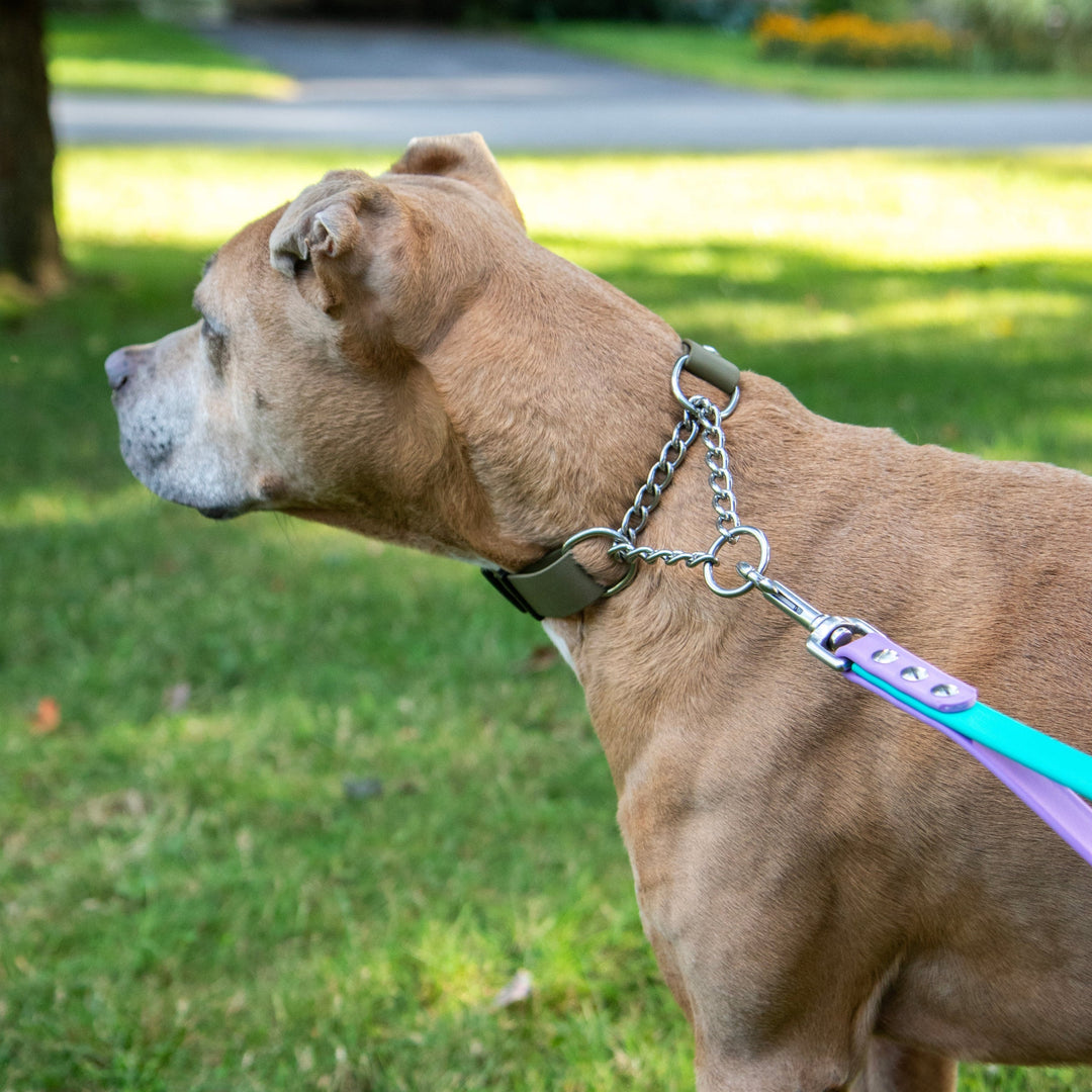 Dog on a leash in a park with grass and trees in the background