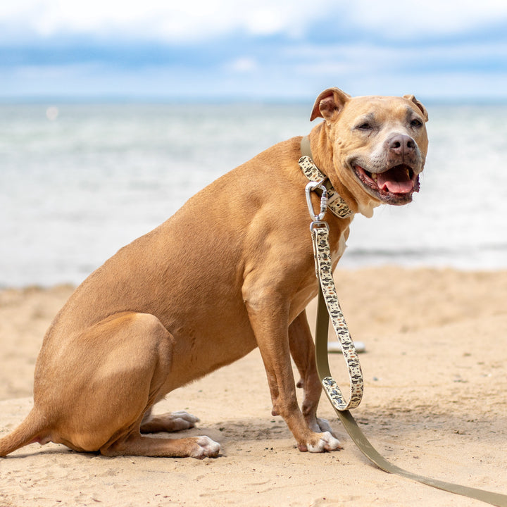 A tan dog sitting on a sandy beach wearing a patterned collar and leash, with the ocean and cloudy sky in the background.