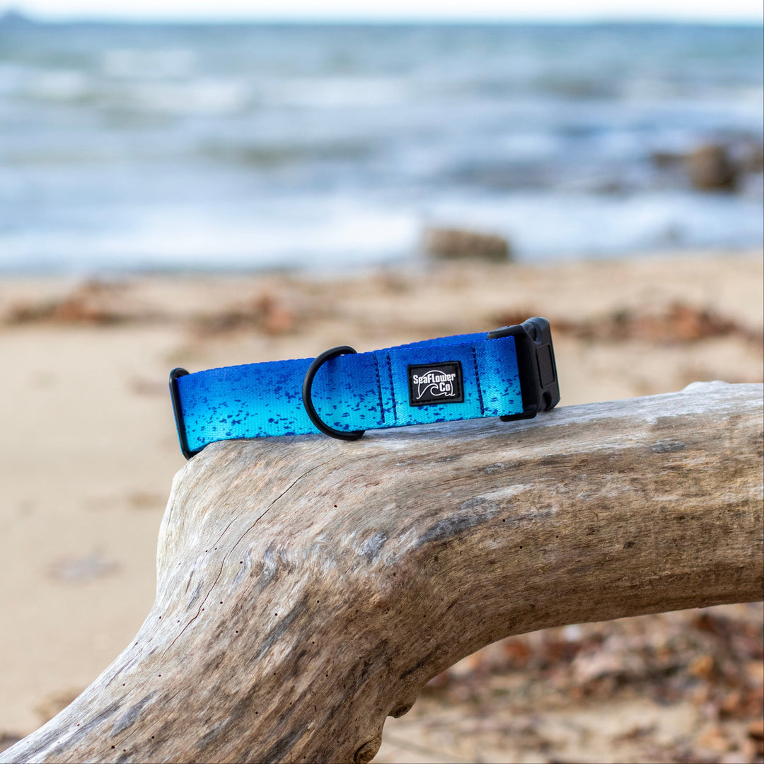Blue Mahi Dog Collar | SeaFlower Co